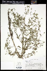 Lysimachia hybrida image