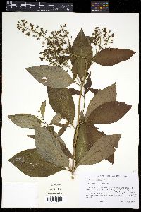 Lysimachia fraseri image