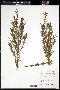 Lysimachia loomisii image