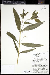Lysimachia thyrsiflora image