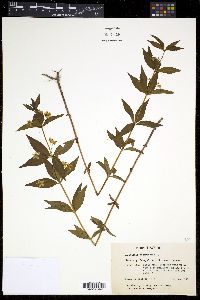 Lysimachia quadriflora image