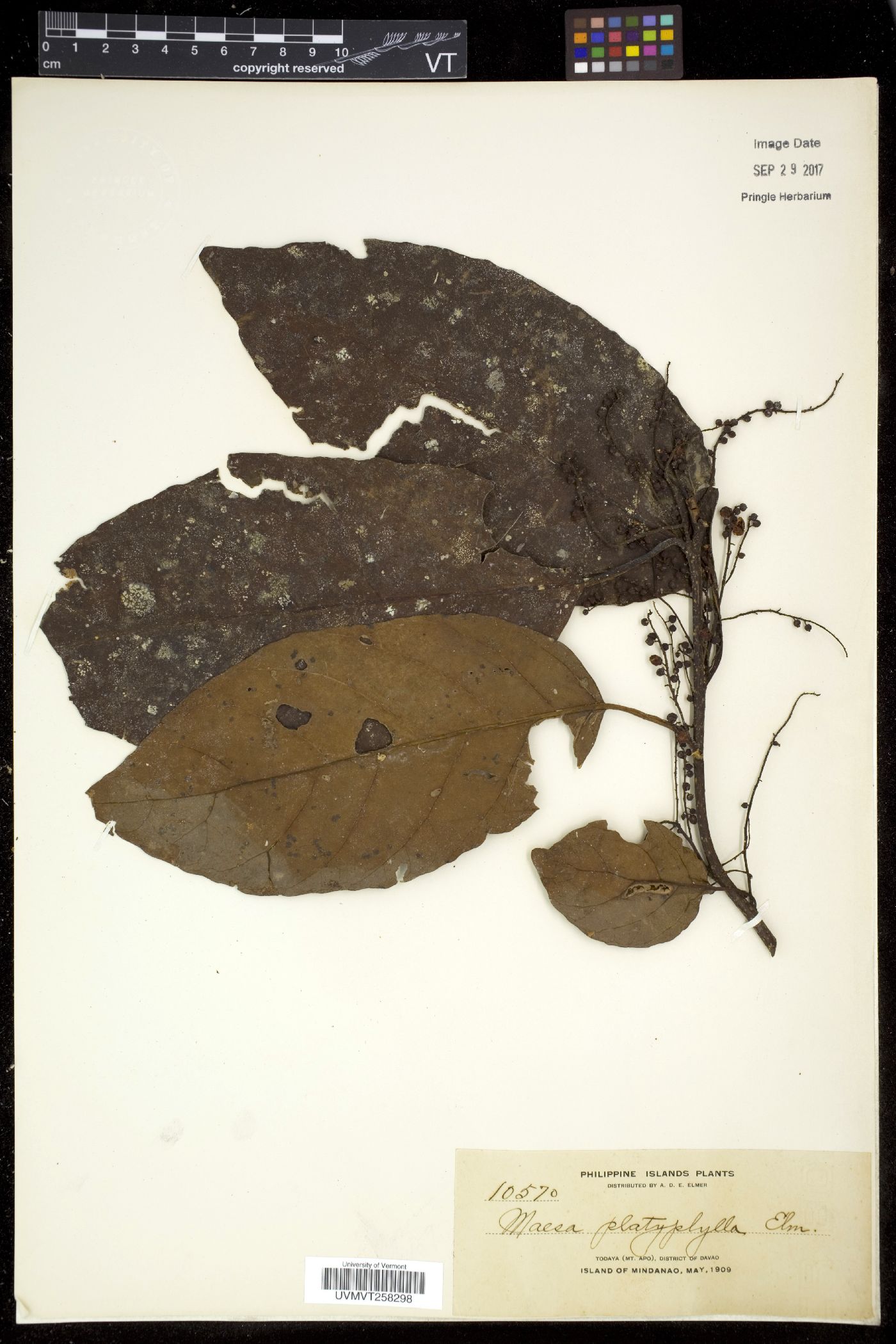 Maesa platyphylla image