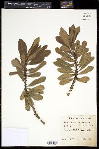 Myrsine floridana image
