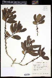 Myrsine floridana image