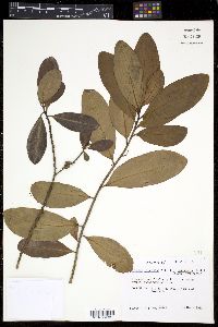 Myrsine floridana image