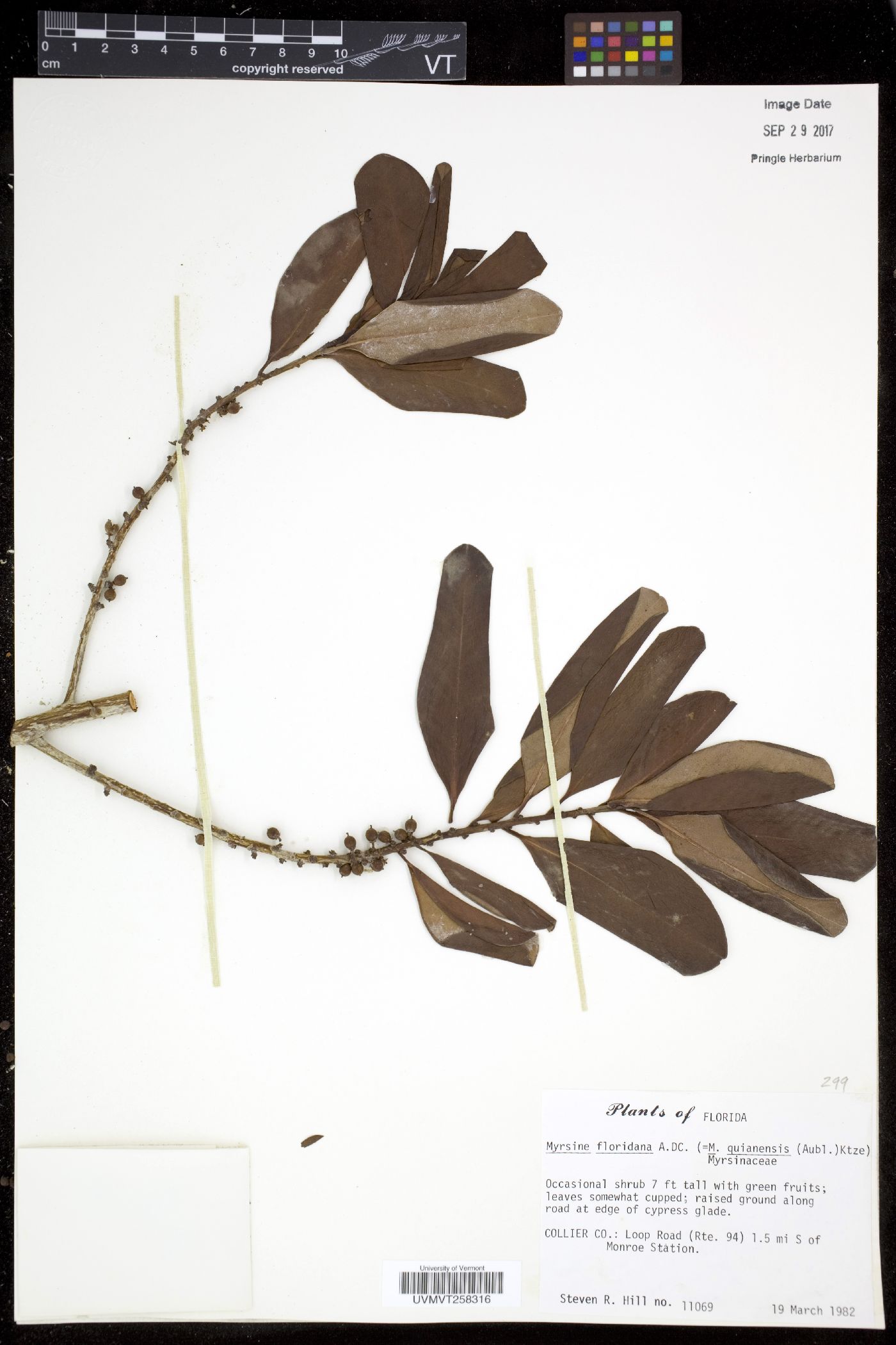 Myrsine floridana image
