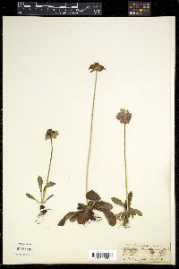 Primula denticulata image