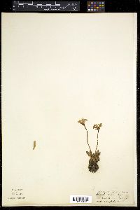 Primula rosea image