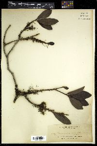 Myrsine avenis image