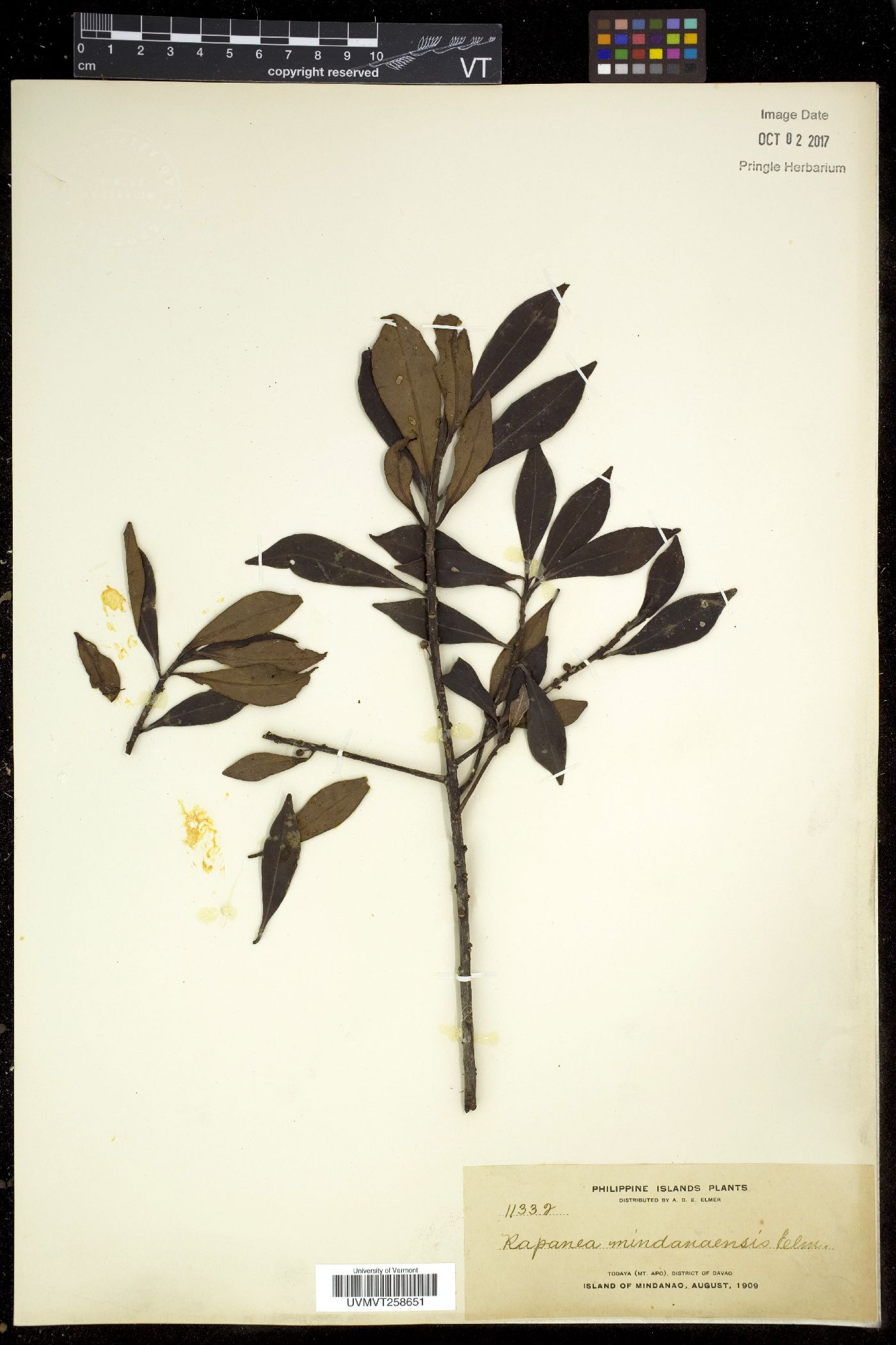 Myrsine mindanaensis image