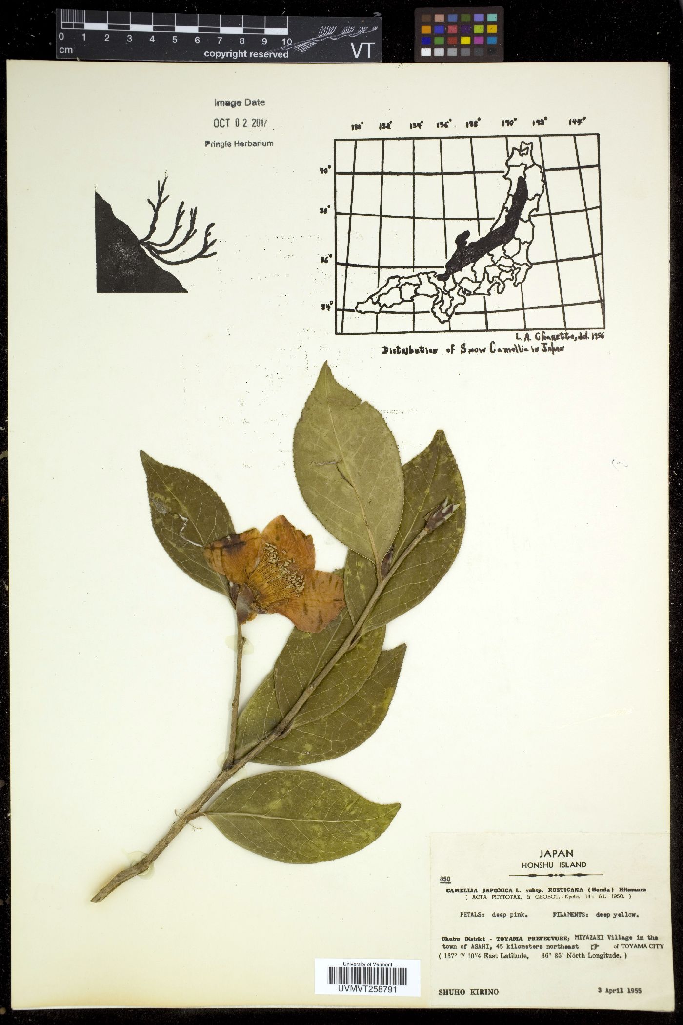 Camellia japonica image