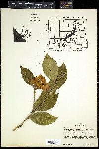 Camellia japonica image