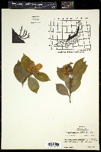 Camellia japonica image