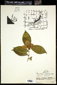 Camellia japonica var. rusticana image