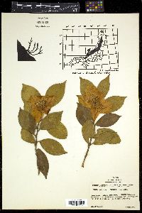 Camellia japonica var. rusticana image
