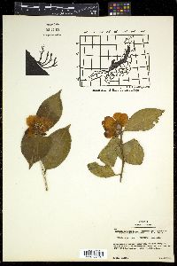 Camellia japonica image