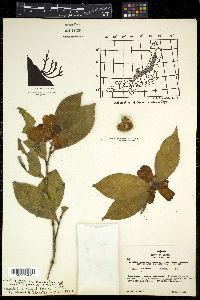 Camellia japonica image