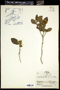 Thea sinensis image