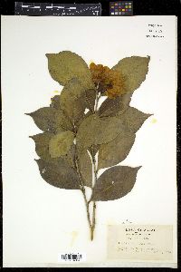 Camellia japonica image