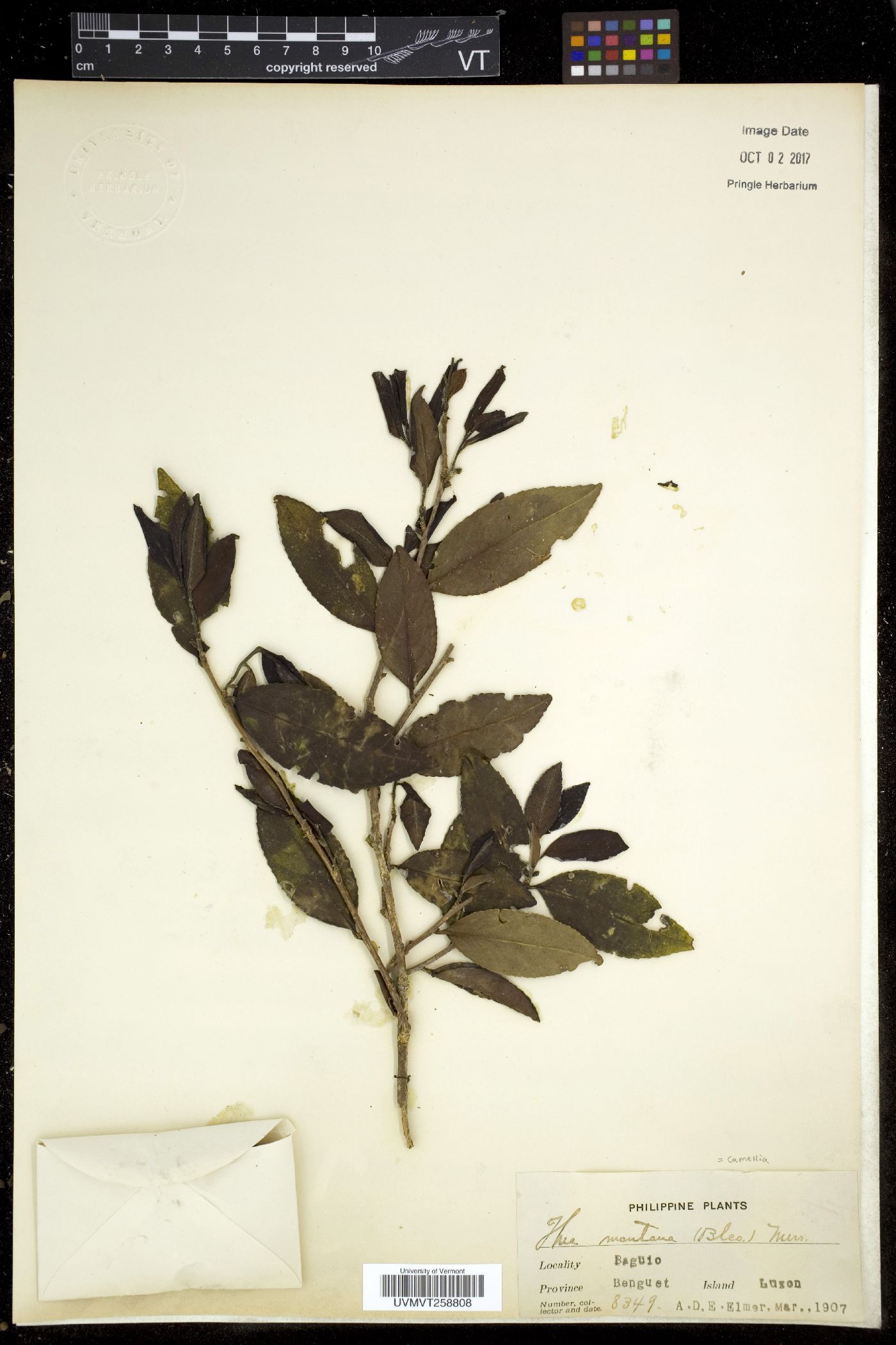 Camellia montana image