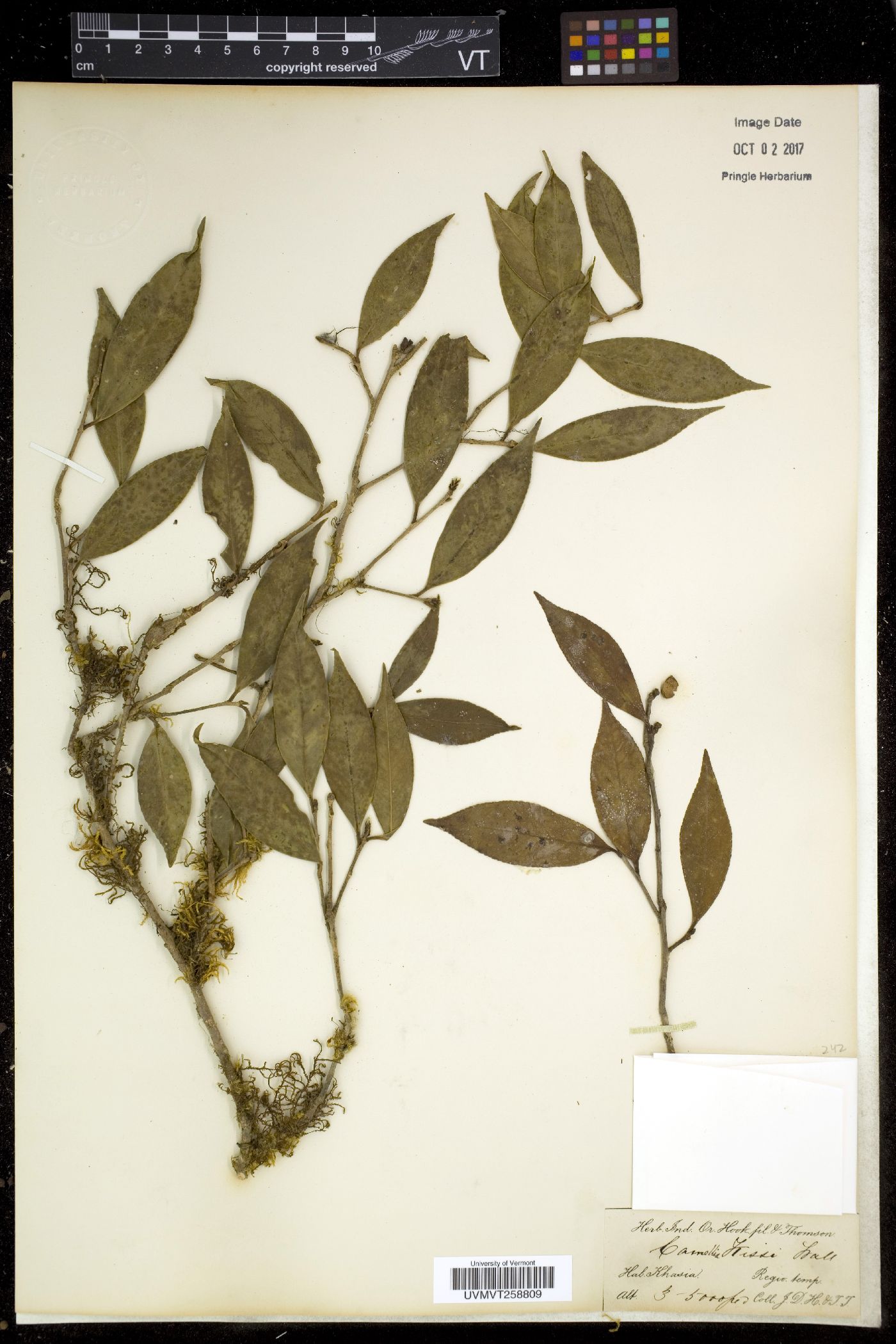 Camellia kissi image