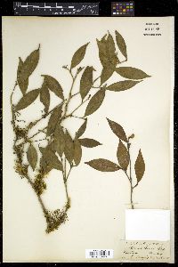 Camellia kissi image