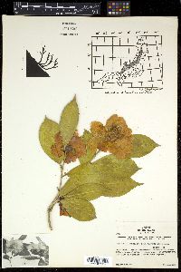 Camellia japonica image