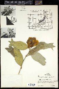 Camellia japonica var. rusticana image