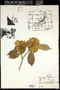 Camellia japonica image