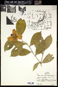 Camellia japonica image