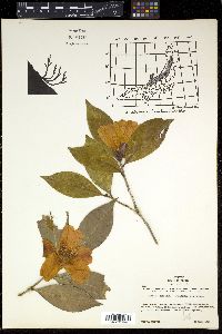Camellia japonica image