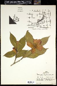 Camellia japonica image