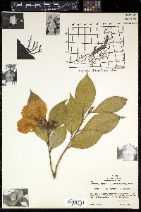Camellia japonica var. rusticana image
