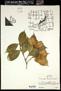 Camellia japonica var. rusticana image