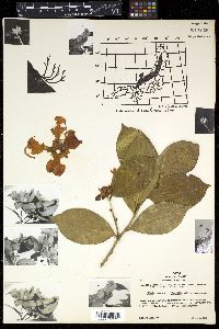 Camellia japonica image