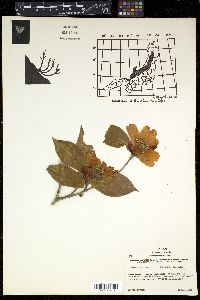 Camellia japonica image
