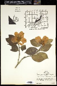 Camellia japonica image