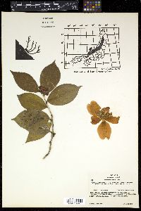 Camellia japonica image