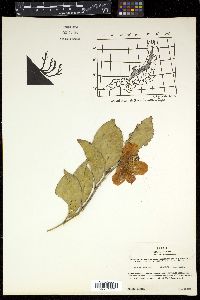 Camellia japonica var. rusticana image