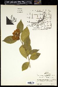 Camellia japonica var. rusticana image