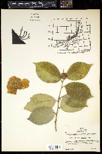 Camellia japonica image