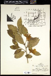 Camellia japonica image