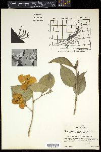 Camellia japonica image