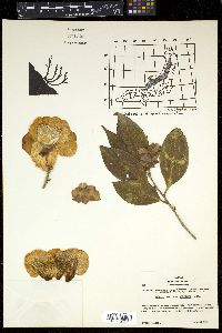 Camellia japonica var. rusticana image