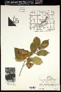 Camellia japonica var. rusticana image