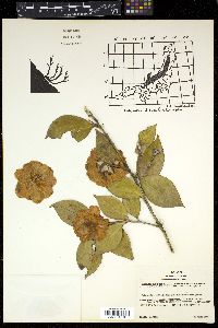 Camellia japonica image