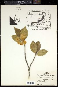 Camellia japonica image