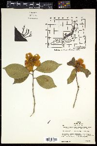Camellia japonica image