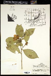 Camellia japonica var. rusticana image