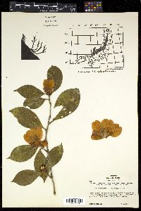 Camellia japonica var. rusticana image